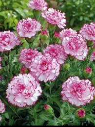 Red White Carnation Flower Seeds Planting