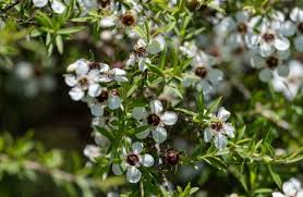 White Leptospermum Citratum Tree Planting Seed for Beautiful Growth and Fragrant Blooms in Your Garden