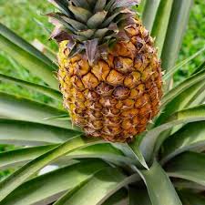 Brown Pineapple Seeds for Planting Grow Your Own Fruit