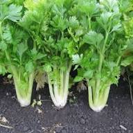 Celery Smallage Vegetable Seeds for Home Gardens