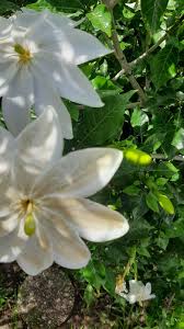 White Volkensii Flower Seeds for Planting Seed for Stunning Blooms in Your Garden Landscape