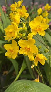 Yellow Phalaenopsis Orchid Plant Seeds for Planting