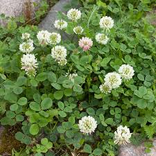White Clover Seeds for Planting: Premium Flower Collection