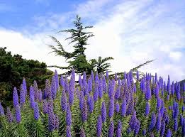 Purple Madeira Flower Seeds for Planting - Vibrant Blooms