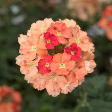 Light Orange Verbena Flower Seeds for Planting Low Maintenance Heirloom & GMO Free Seeds for Home Garden
Sale