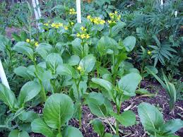 Green Yu Choy Sum Seeds for Planting - Premium Vegetable Seeds