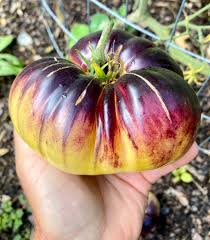 Yellow Black Tomato Seeds for Planting