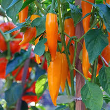 Orange Chili Vegetable Seeds for Planting