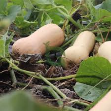 Orange Honeynut Vegetable Seeds for Planting