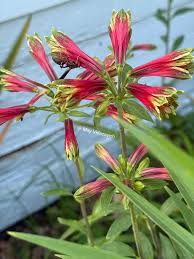 Red Alstroemeria Psittacina Seeds for Planting - Heirloom, Non-GMO Flower Seeds for Home Garden