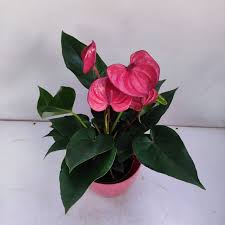 Pink Anthurium Linden Flower Seeds for Planting Compact Growth Heirloom & GMO Free Seeds for Home Garden
Sale