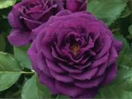 Rose Purple Black Seeds for Planting: Premium Quality Flower Seeds for Stunning Blooms Heirloom Non-GMO Seeds