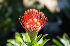 Leucospermum Cordifolium Seeds for Planting - Premium Flower Seeds for Vibrant Blooms