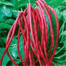 Red Long Bean Vegetable Seeds for Gardens
