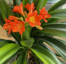 Clivia Flower orange Seeds for Planting Grow Stunning Clivia Plants in Your Garden