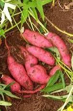 Mixed Sweet Potato Seeds for Vegetable Gardens for Planting, Premium Seeds | Heirloom Non-GMO - Evergrowseeds