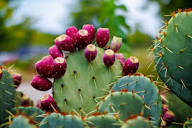 Opuntia Pink Cactus Seeds for Planting | Unique Desert Plant