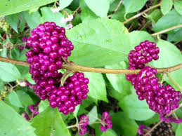 Violet Callicarpa Bodinieri Seeds for Planting Stunning Fruit-Bearing Plants