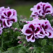 White Purple Geranium Flower Seeds for Planting Long Bloom Season Heirloom & GMO Free Seeds for Home Garden
Sale