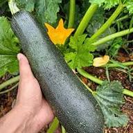 Bianco Di Trieste Zucchini Planting Seeds - Grow Fresh Zucchinis All Year