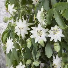 White Passiflora Flower Seeds for Planting Ideal for Graceful Garden Blooms