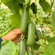 Cucumber Gherkin Seeds for Easy Planting