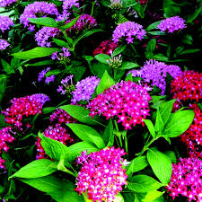 Multi Color Lanceolata Flower Seeds blooming in flower beds, containers, borders, and pollinator-friendly gardens