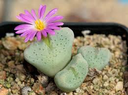 Green Conophytum Ernianum Flower Seeds | Unique Planting Seeds for Your Garden - Evergrowseeds