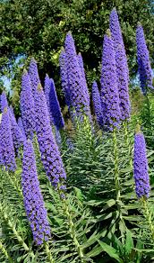 Blue Fastuosum Flower Seeds: Planting Guide & Tips