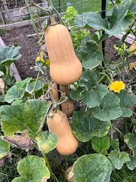 Orange Honeynut Vegetable Seeds for Planting