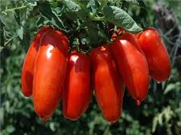 Linguisa Tomato Seeds for Planting - Heirloom Vegetable Variety