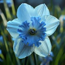 Blue Daffodil Flower seeds for Planting Vibrant Colors Heirloom & GMO Free Seeds for Home Garden
