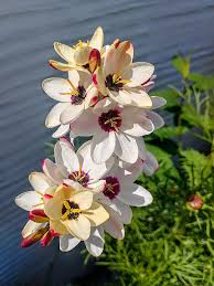 Elegant White Sparaxis Tricolor Flower Planting Seed for Stunning Floral Displays in Your Garden