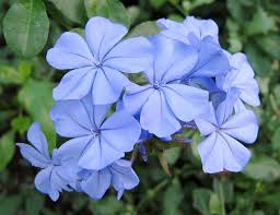 Blue Jasminum Sambac Flower Seeds for Planting Pollinator Friendly Heirloom & GMO Free Seeds for Home Garden
Sale