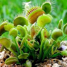 Venus Fly Trap Flower Seeds - Parrot Green: Unique Carnivorous Planting Seeds for Enthusiasts and Gardeners