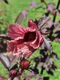 Hibiscus Sabdariffa Hibiscus sabdariffa Seeds for Planting in Herbal Garden