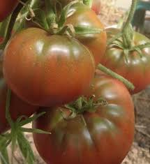 Brown Giant Tomato Seeds for Planting