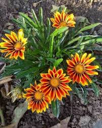 Yellow Red Gazania Rigens Flower Planting Seeds for Vibrant Blossoms in Your Garden