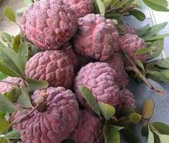 Burgundy Sugar Apple Seeds for Planting