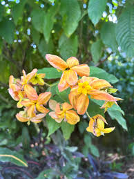 Yellow Rawstone Plant for Your Garden Seed for Planting for Bright and Cheerful Blooms Heirloom Non-GMO Seeds