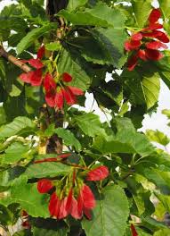 Tatarian Maple Tree Planting - Seeds for Vibrant Growth and Stunning Fall Colors