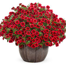 Superbells Petunia Seeds for Planting , Mixed Flower Variety