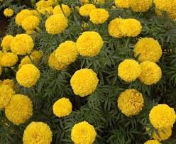 Yellow Fragrant Flower Seeds Planting Guide