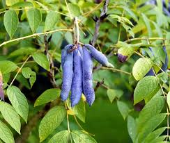 Blue Sausage Fruit Seeds for Planting Premium Quality