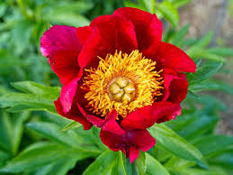 Pink Yellow Walter Mains Flower Seeds for Planting Long Bloom Season Heirloom & GMO Free Seeds for Home Garden
Sale