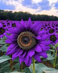 Purple Sunflower Perennial Flower Seeds for Planting Fragrant Blossoms Heirloom & GMO Free Seeds for Home Garden
Sale - Evergrowseeds