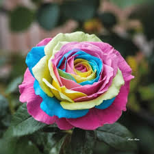 Pale Pink Rainbow Rose Flower Seeds for Planting Colorful Display Heirloom & GMO Free Seeds for Home Garden
Sale