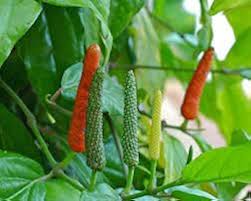 Longum Pepper Vegetable Seeds for Easy Planting