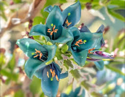 Sea Blue Puya Alpestris Planting Seeds for Exotic Garden Displays - Seeds for Unique and Striking Floral Arrangements
