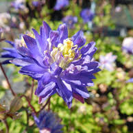 Dark Violet Aquilegia Flower Seeds for Planting Colorful Display Heirloom & GMO Free Seeds for Home Garden
Sale